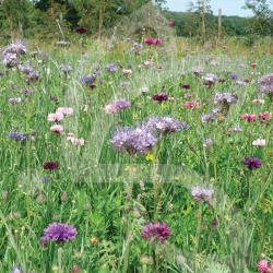 Nectar - Jachère Fleurie