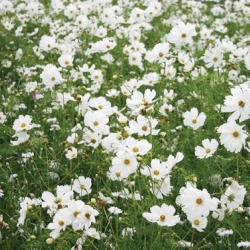 Prairie Fleurie -Fleurir son jardin en Blanc