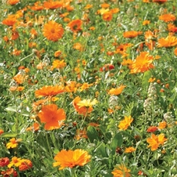 Prairie Fleurie - Fleurir son jardin en ORANGE