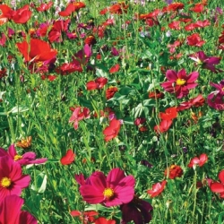 Prairie Fleurie - Fleurir son jardin en ROUGE