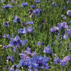 Prairie Fleurie - Fleurir son jardin en BLEU