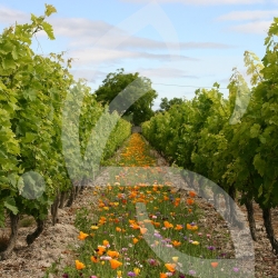 Déco vignes annuelles - Jachère Fleurie