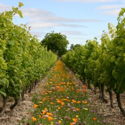 Déco vignes annuelles - Jachère Fleurie