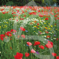 Prairie Fleurie Nova-Flore - fleurs des champs