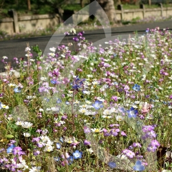 Gazon Fleuri Connect - Prairie Fleurie