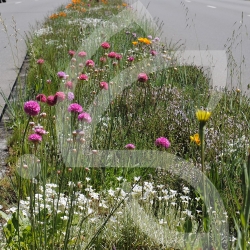 Gazon Fleuri Connect - Prairie Fleurie