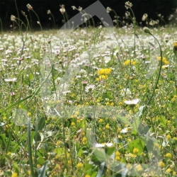 Gazon Fleuri Connect - Prairie Fleurie