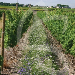 Déco vignes vivaces - Jachère Fleurie