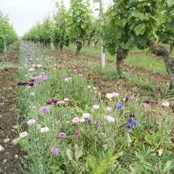 Déco vignes vivaces - Jachère Fleurie