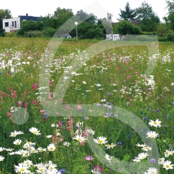 Gazon Fleuri Connect - Prairie Fleurie