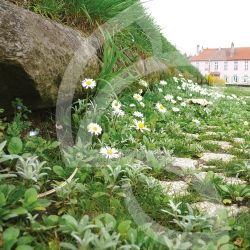 BIO COUV' ENHERBEMENT DIVERSIFIE CONNECT