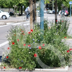 BIO COUV' PIED D'ARBRE SAUVAGE CONNECT