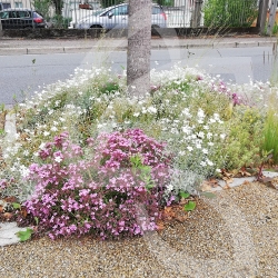 BIO COUV' PIED D'ARBRE SITUATION EXTREME CONNECT