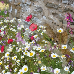 BIO COUV' PIED DE MUR POLLINISATEURS CONNECT