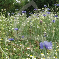 Mélange perdreaux - Jachère Fleurie